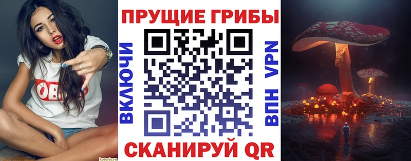 сколько стоит  Королёв  Псилоцибиновые грибы прущие грибы 